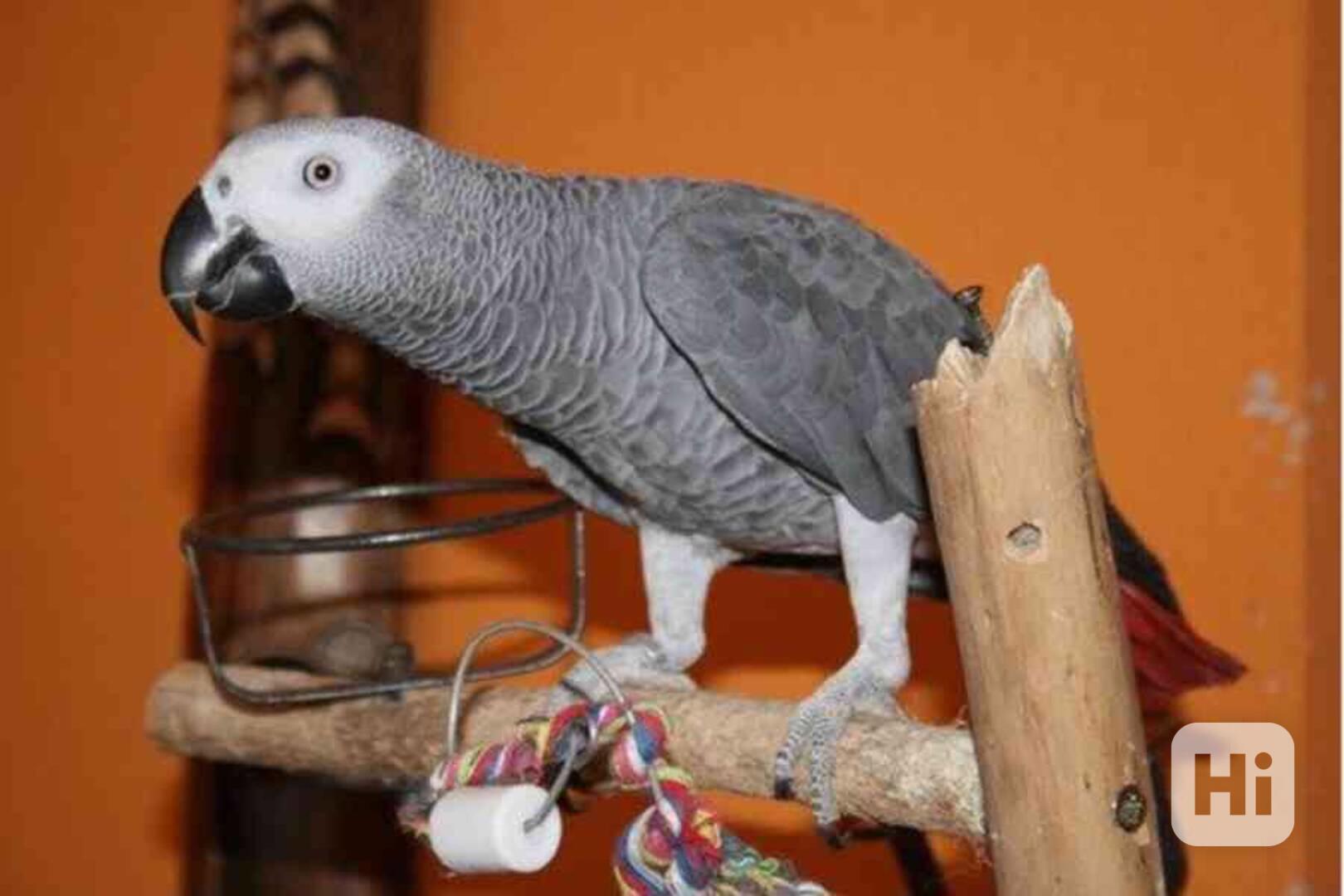 Rodina afrošedých papoušků k adopci - foto 1