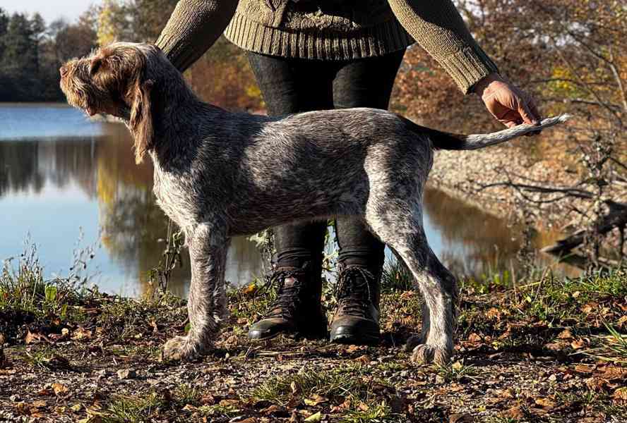 Italský spinone - foto 3