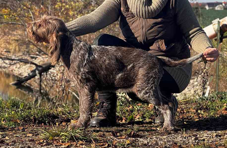 Italský spinone - foto 4