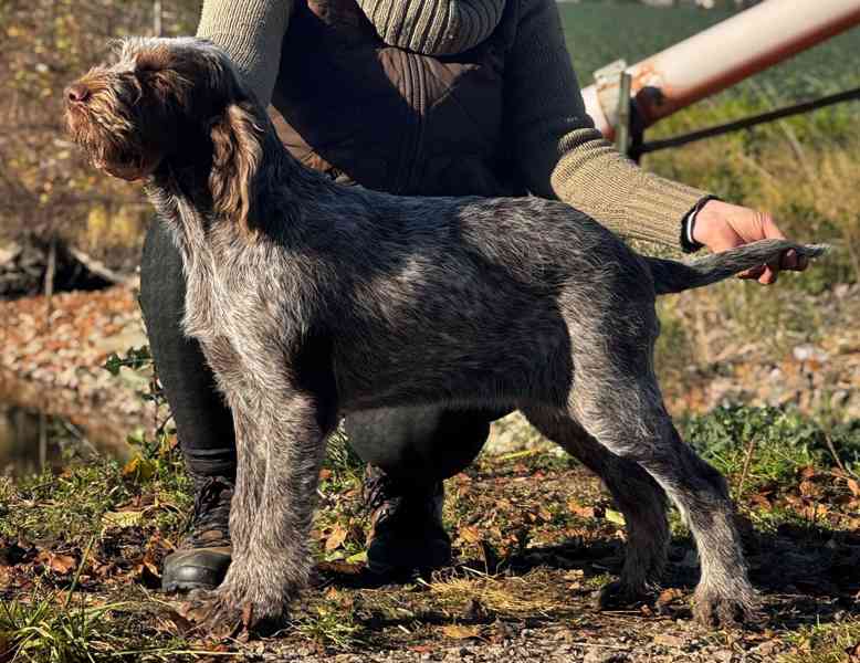 Italský spinone - foto 5