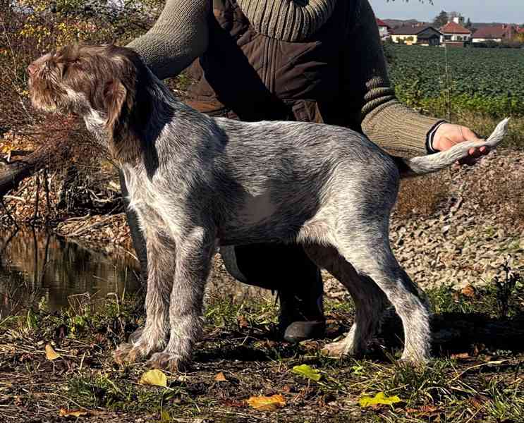 Italský spinone - foto 6