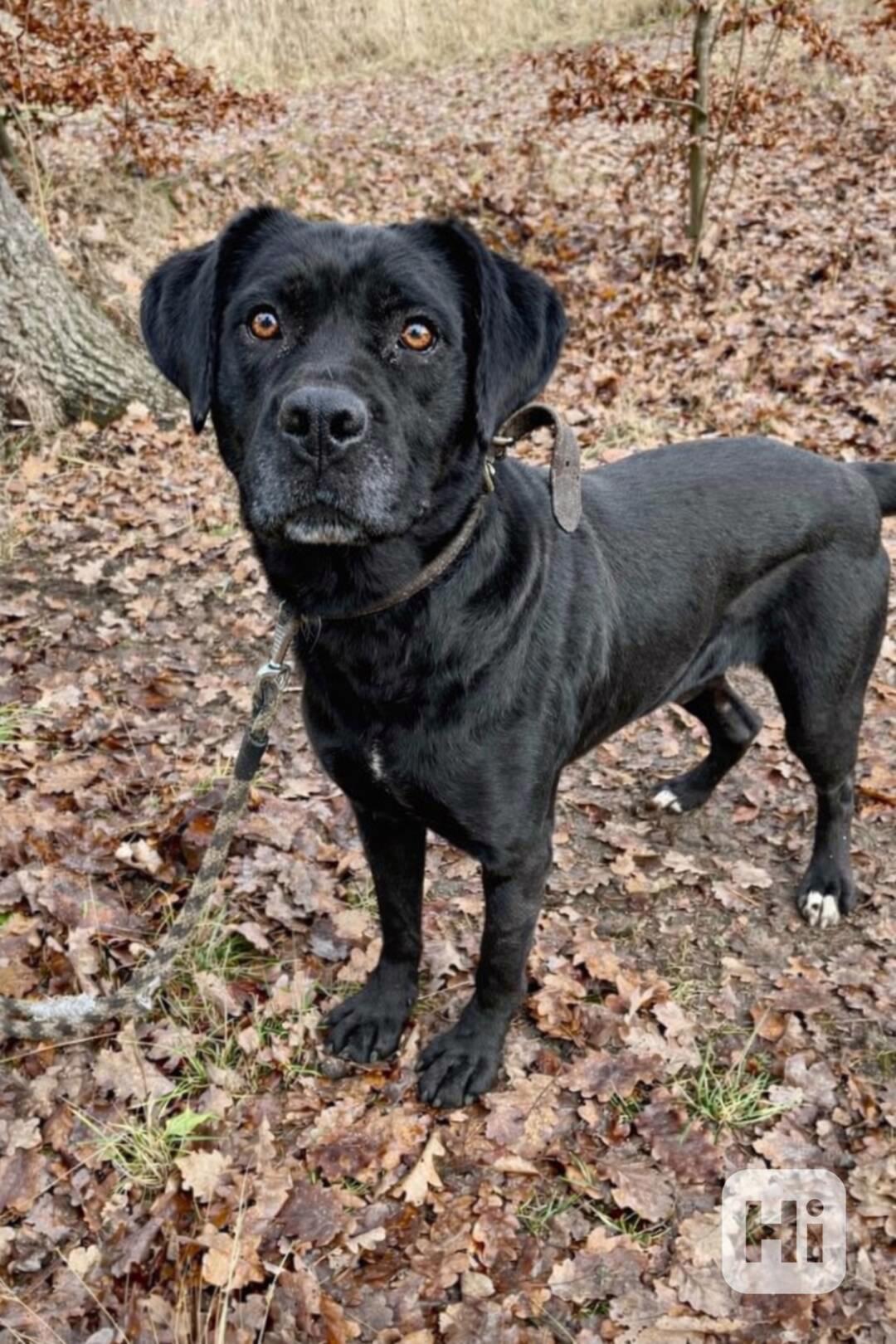 DRAKO - kastrovaný psík 1,5 roku  - foto 1