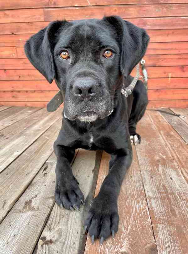 DRAKO - kastrovaný psík 1,5 roku  - foto 4