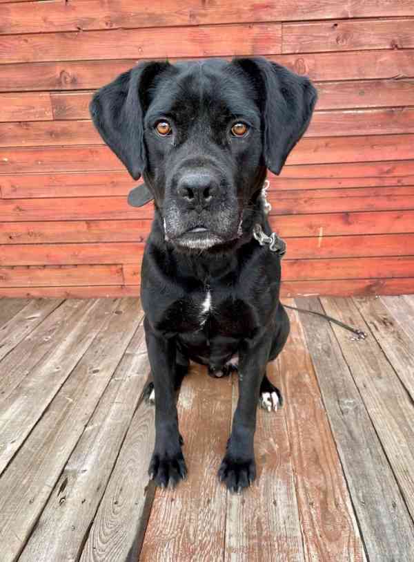 DRAKO - kastrovaný psík 1,5 roku  - foto 3