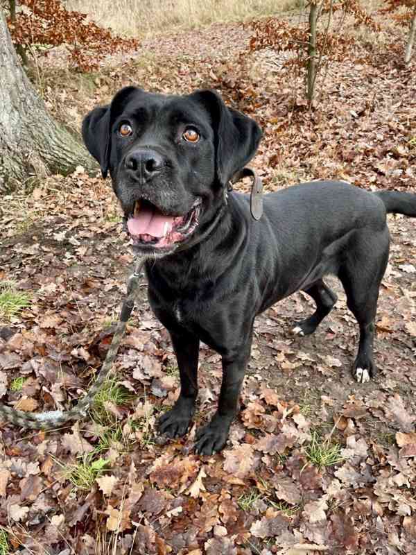 DRAKO - kastrovaný psík 1,5 roku  - foto 3