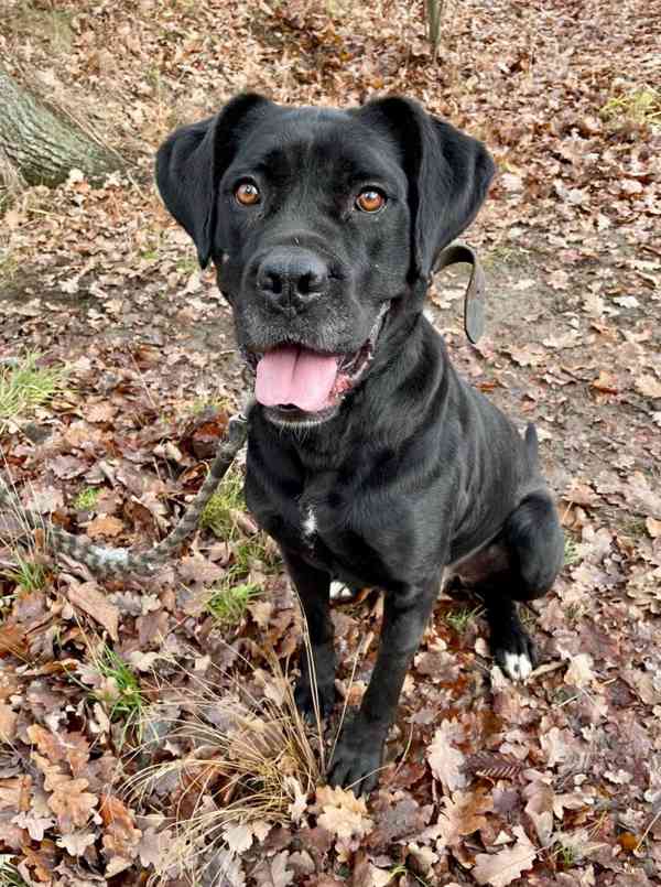 DRAKO - kastrovaný psík 1,5 roku  - foto 4