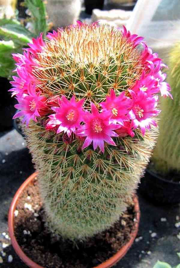 semena kaktusu Mammillaria spinosissima - foto 1