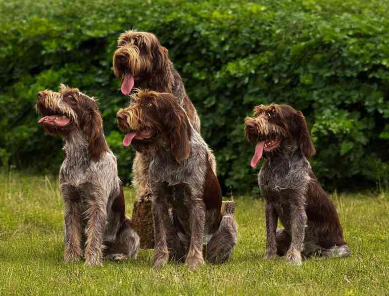 Italský spinone štěně - foto 5
