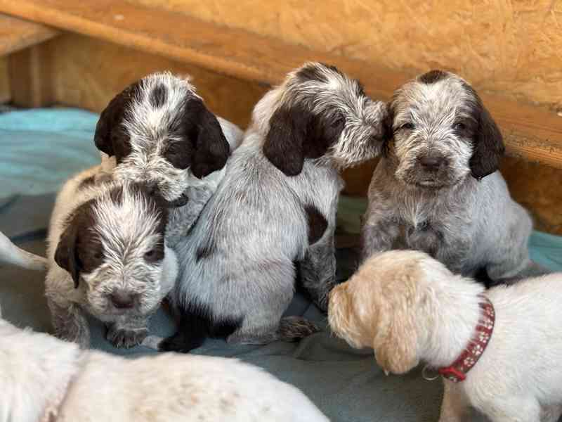 Italský spinone štěně - foto 1