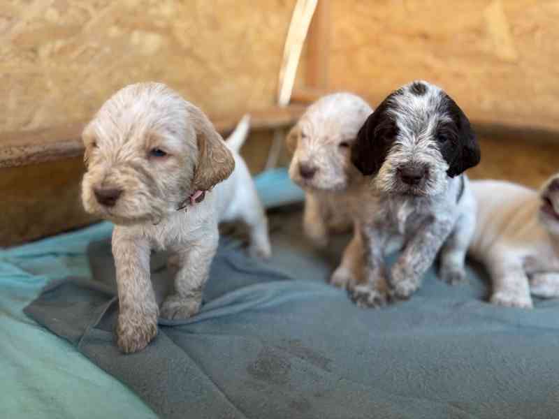 Italský spinone štěně - foto 10