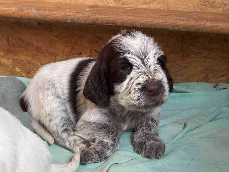 Italský spinone štěně - foto 13