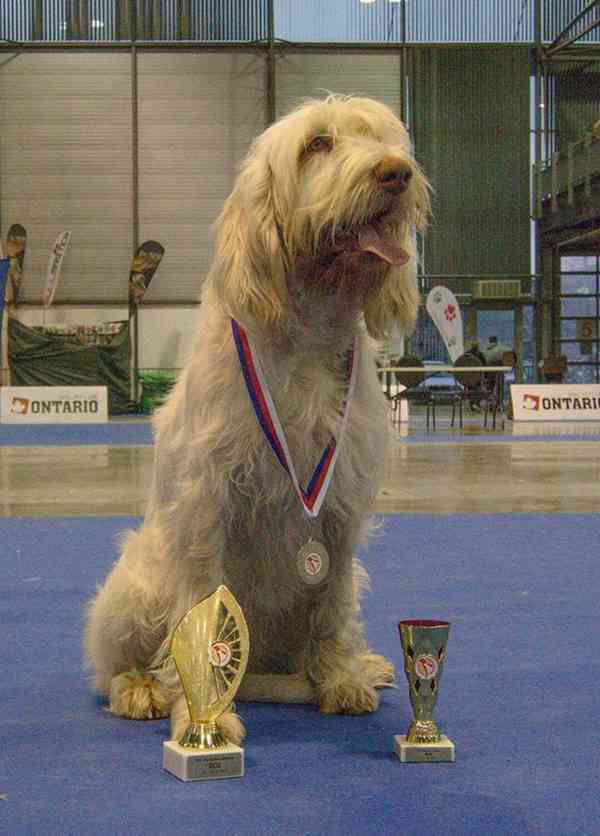 Italský spinone štěně - foto 2
