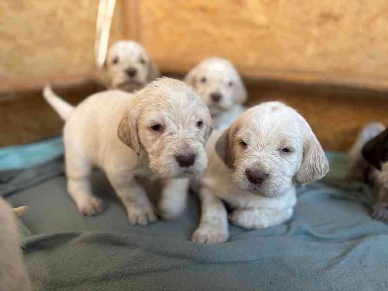 Italský spinone štěně - foto 9