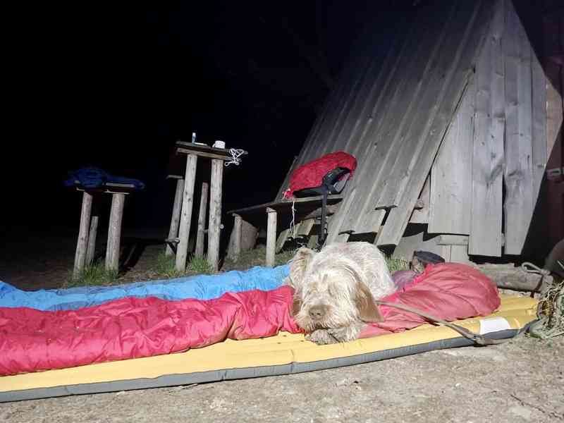 Italský spinone štěně - foto 15