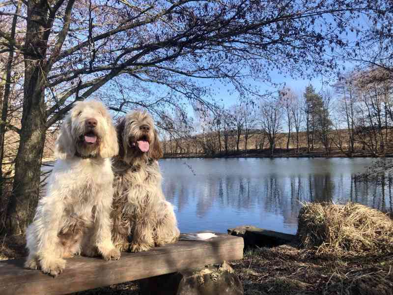 Italský spinone štěně - foto 16