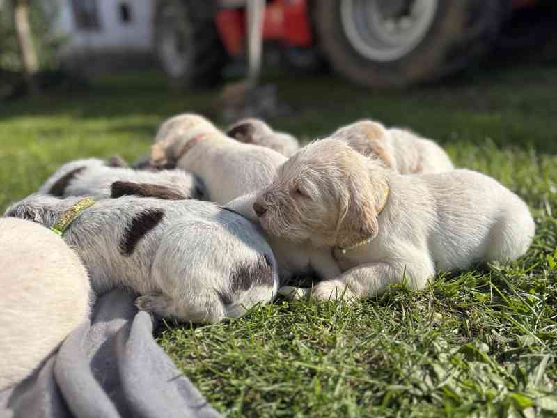 Italský spinone štěně - foto 7