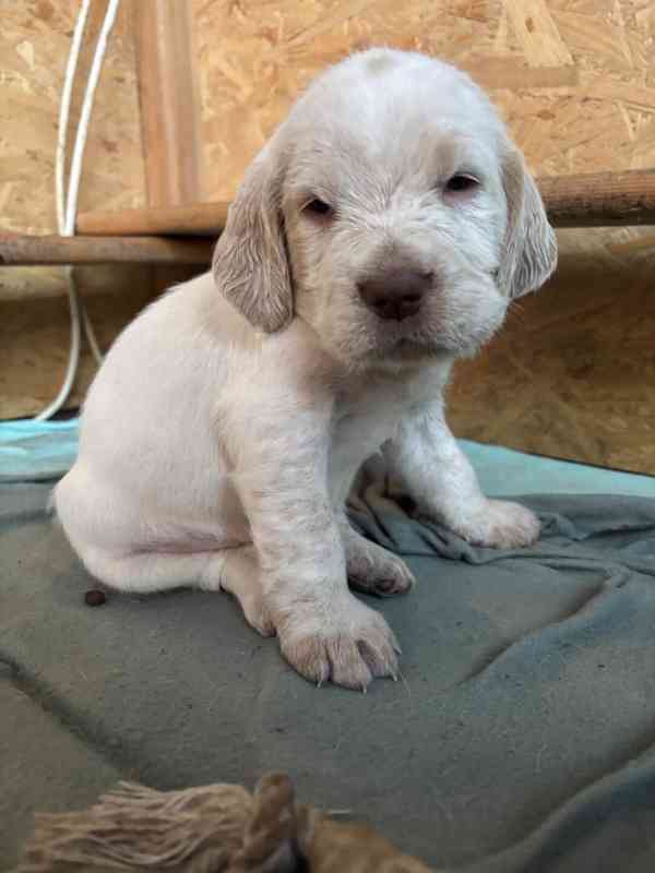 Italský spinone štěně - foto 12