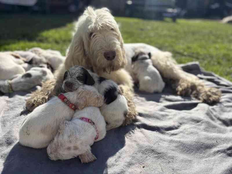 Italský spinone štěně - foto 8