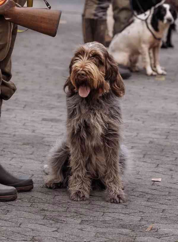 Italský spinone štěně - foto 4