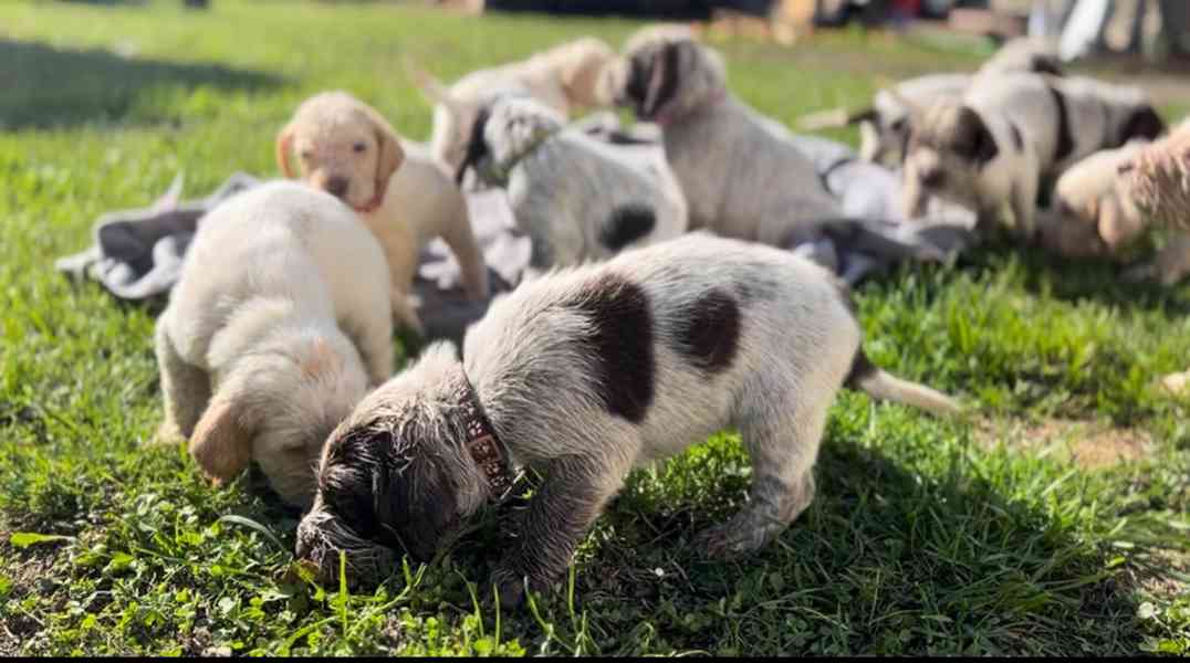 Italský spinone štěně - foto 14