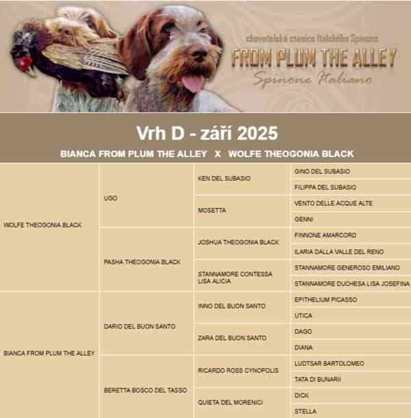 Italský spinone štěně - foto 3
