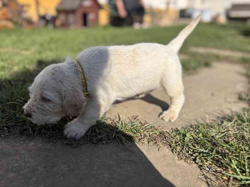 Italský spinone štěně - foto 6