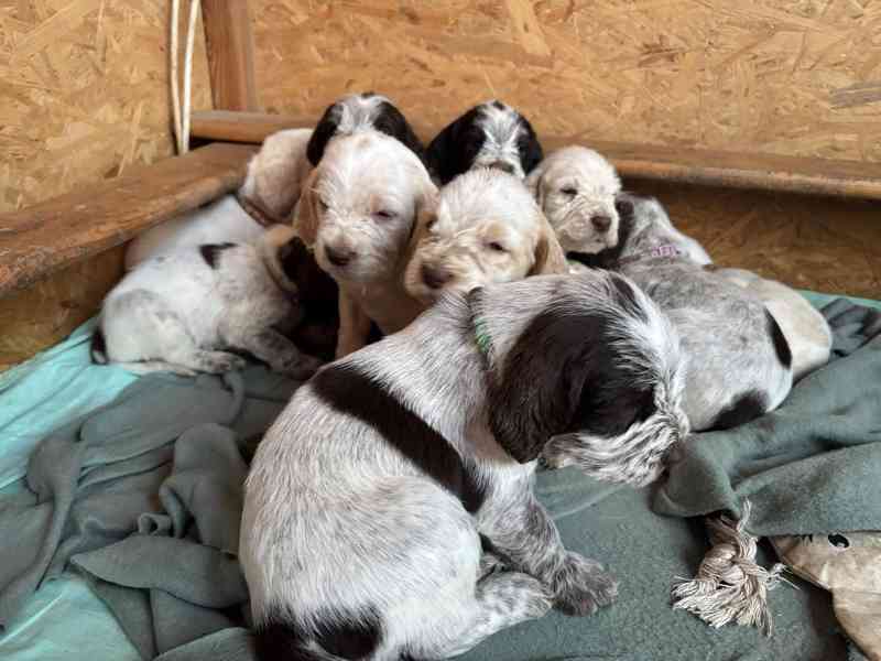 Italský spinone štěně - foto 11