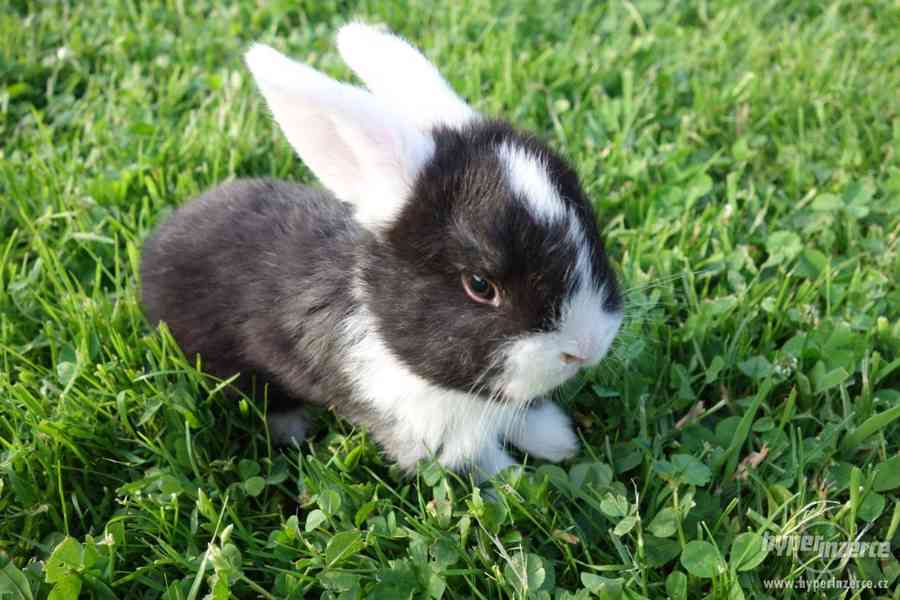 Prodám zakrslé králíčky BERÁNKY - foto 2
