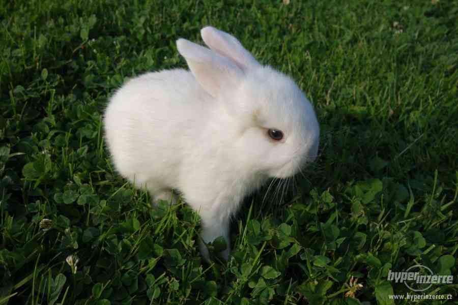 Prodám zakrslé králíčky BERÁNKY - foto 3