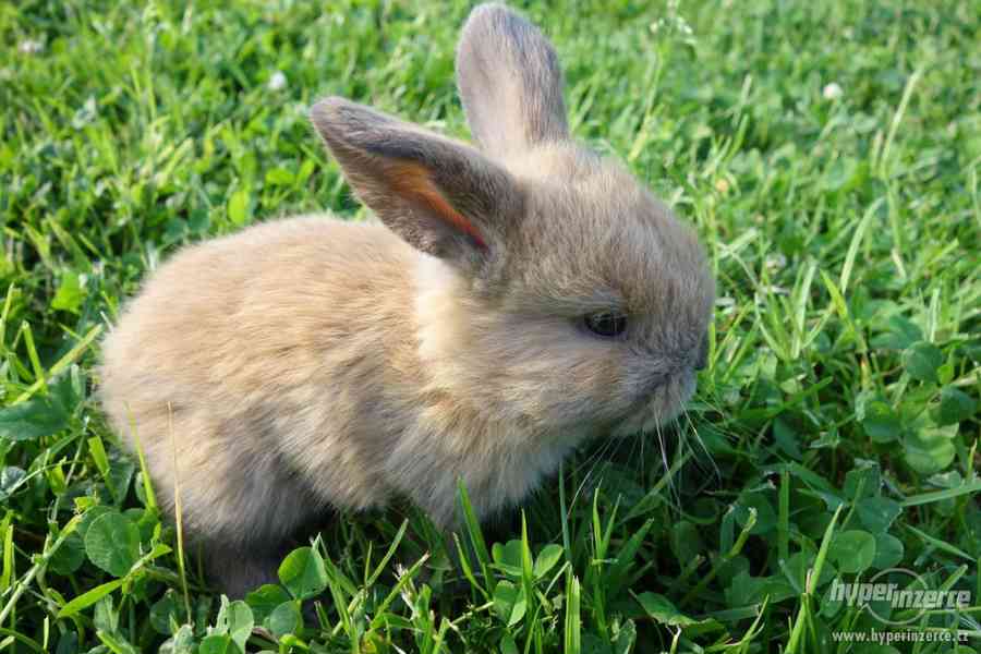 Prodám zakrslé králíčky BERÁNKY - foto 4