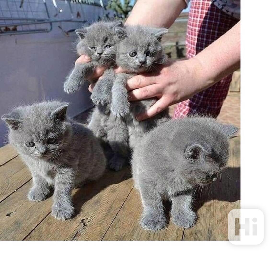 Britská krátkosrstá koťata - foto 1