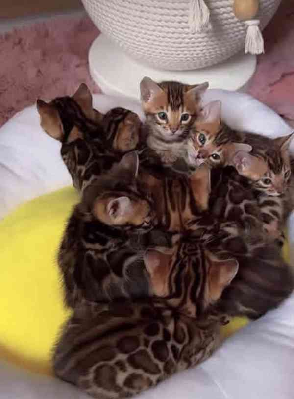  Bengálské kočky – Exotické, aktivní a inteligentní - foto 1