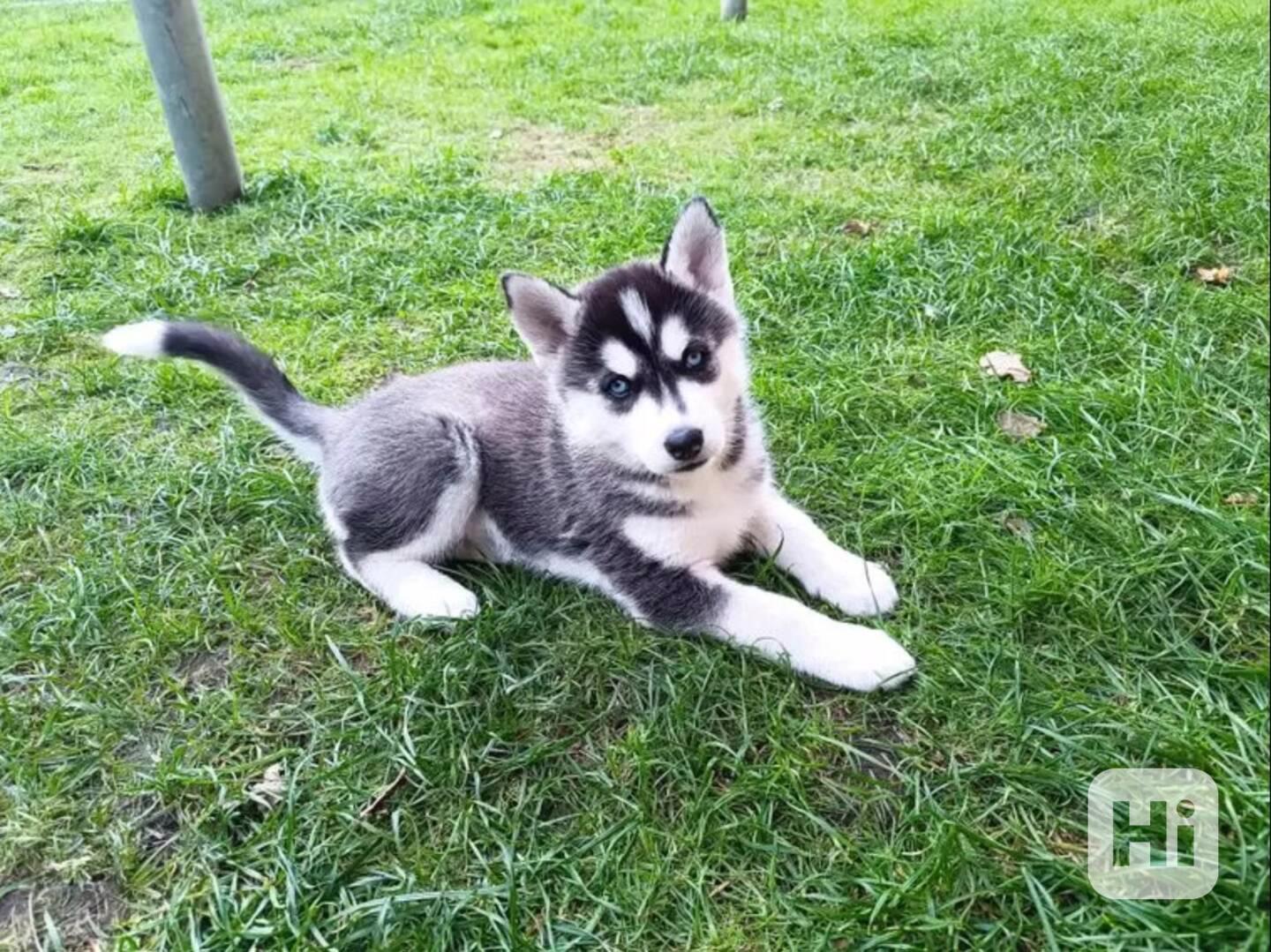 Sibiřský husky kluk~Yanko - foto 1