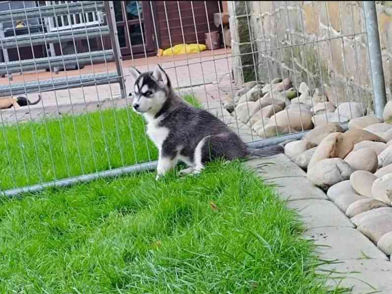 Sibiřský husky kluk~Yanko - foto 2