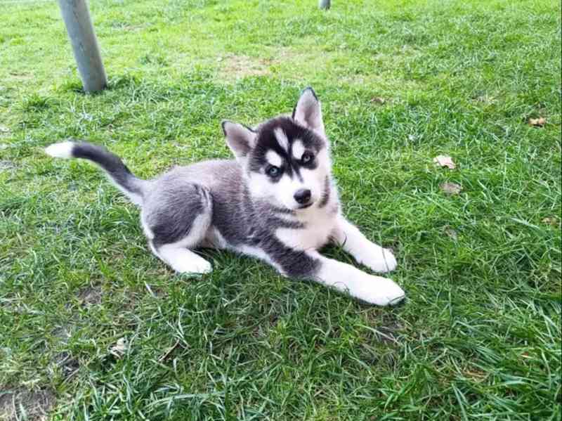 Sibiřský husky kluk~Yanko - foto 1