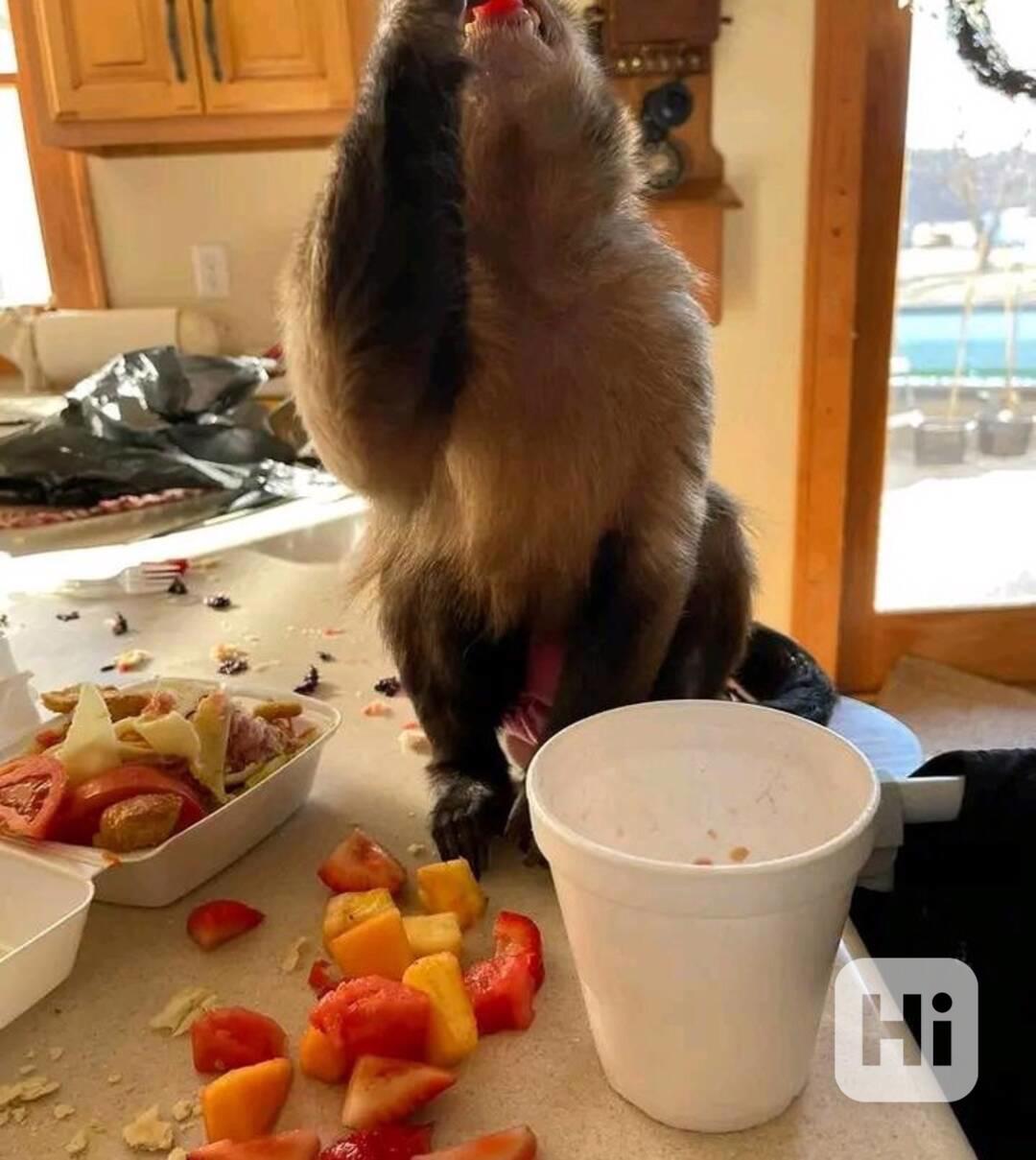  Hezká mláďata kapucínských opice - foto 1