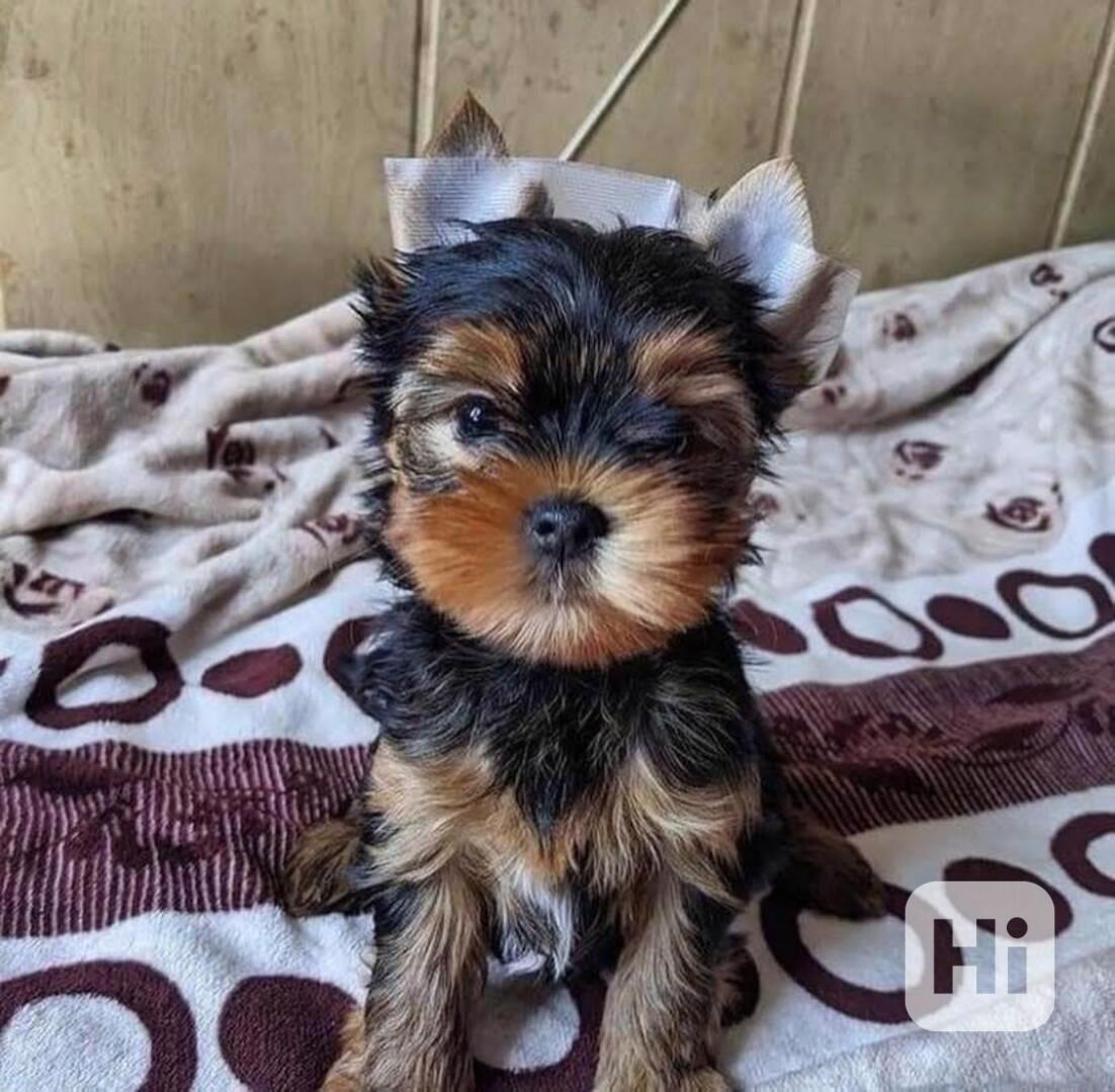 Štěňata jorkšírského teriéra k adopci zdarma - foto 1