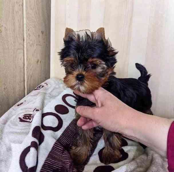 Štěňata jorkšírského teriéra k adopci zdarma - foto 4