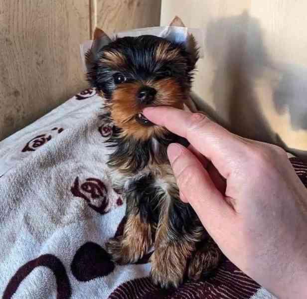 Štěňata jorkšírského teriéra k adopci zdarma - foto 2