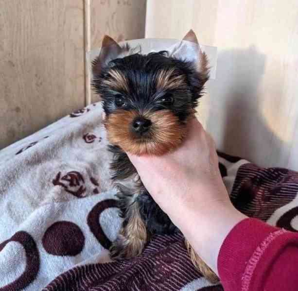 Štěňata jorkšírského teriéra k adopci zdarma - foto 3