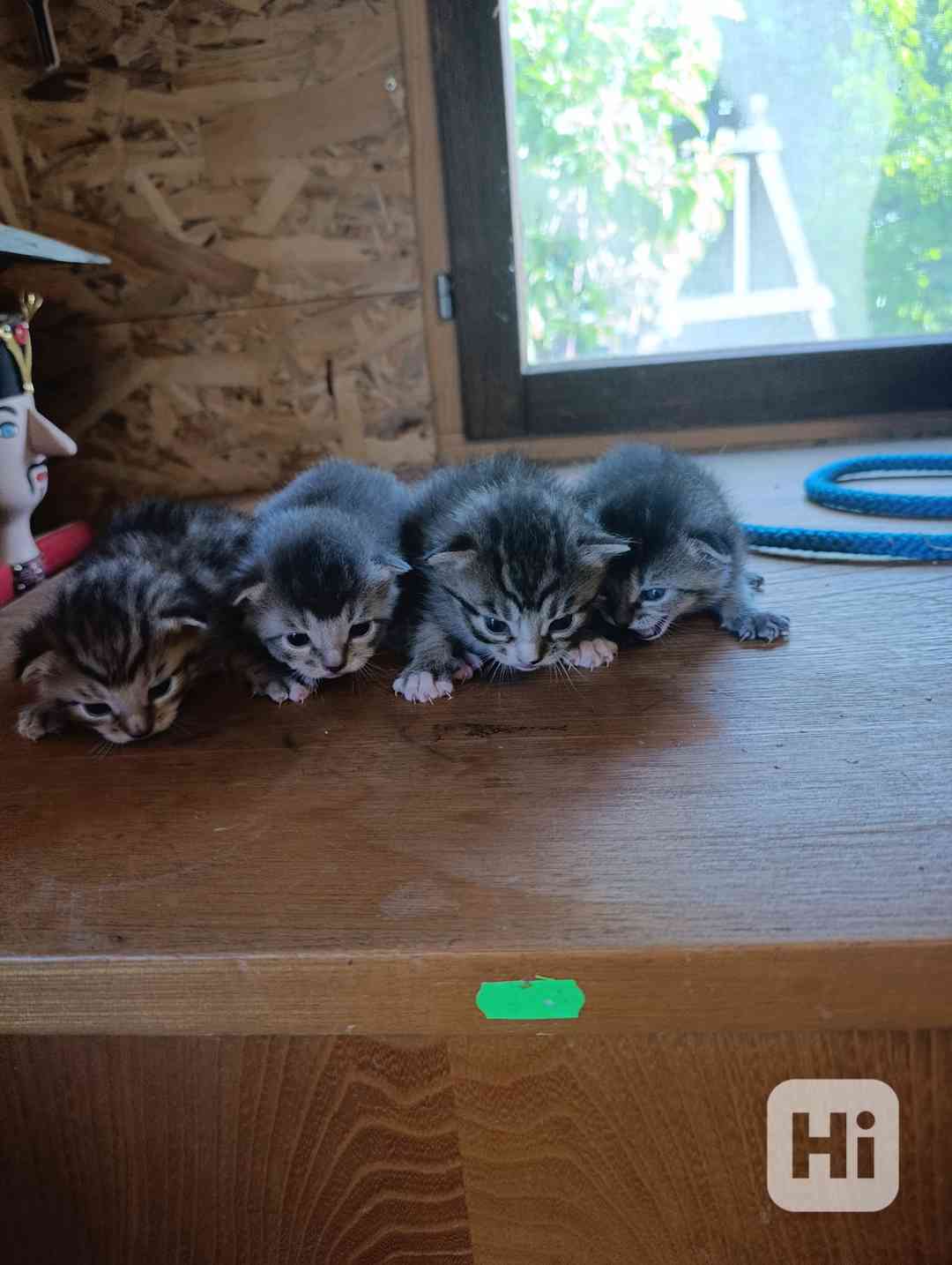 Koťátka  - foto 1