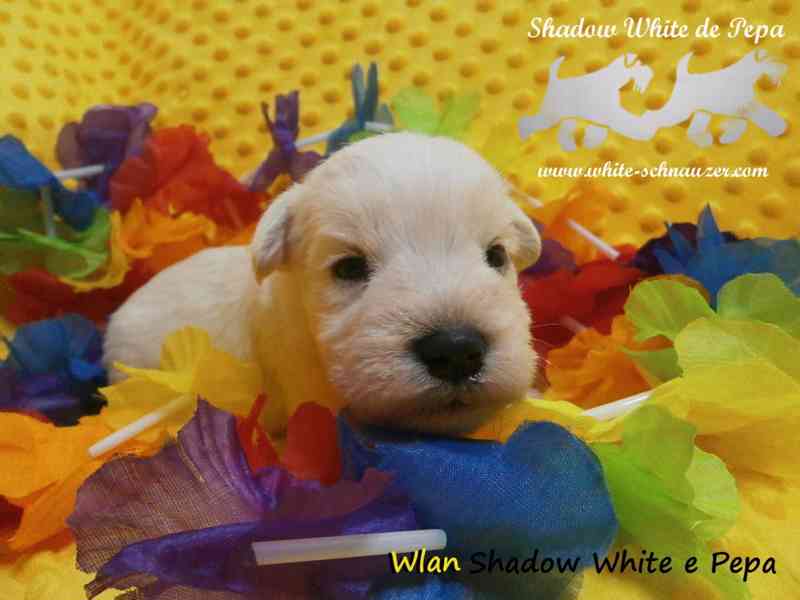 Knírač malý bílý - top štěňátka - foto 13