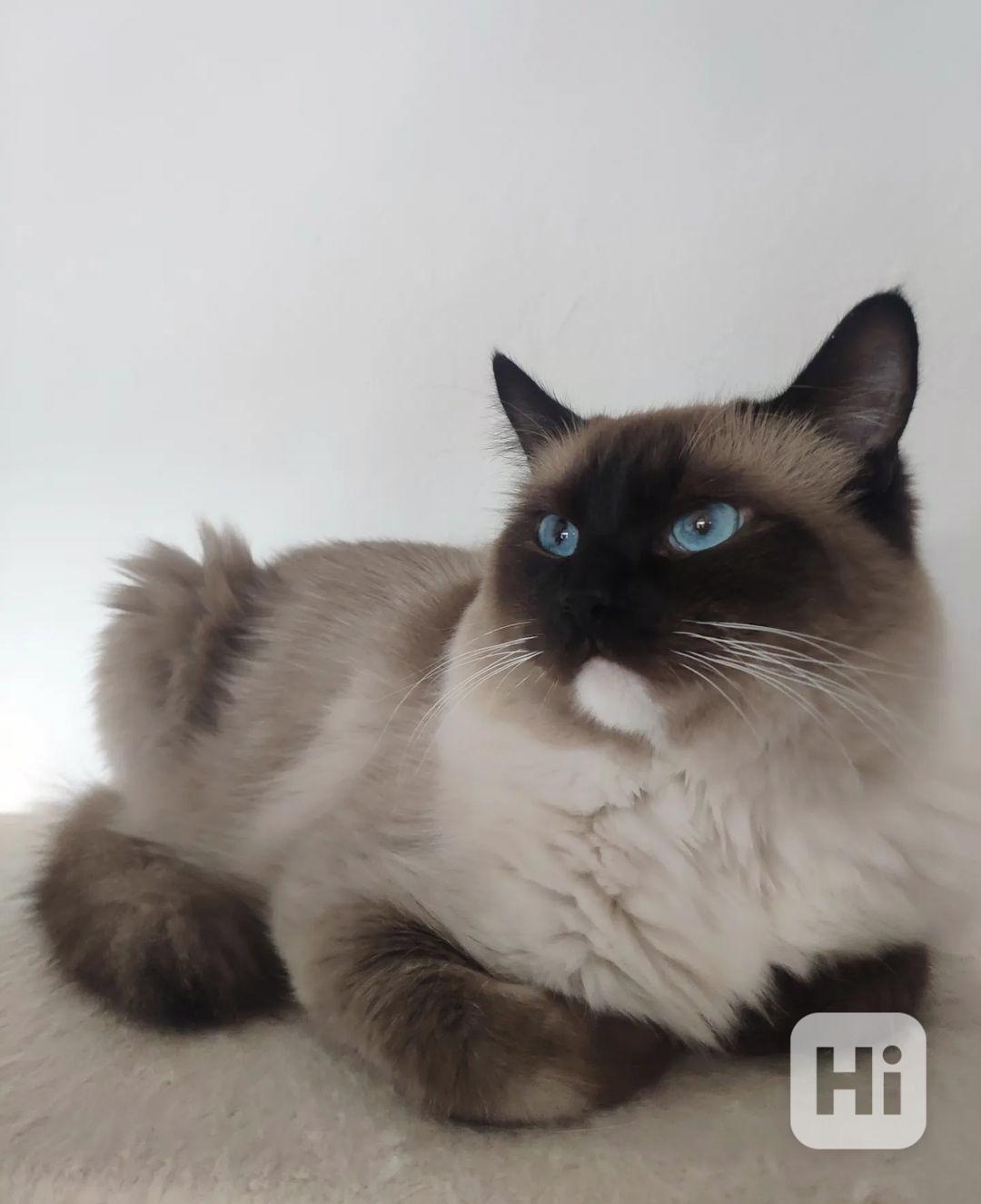 Nabízím kocoura ke krytí s PP - Ragdoll - foto 1