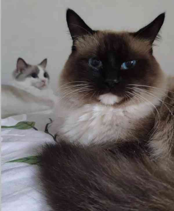 Nabízím kocoura ke krytí s PP - Ragdoll - foto 8