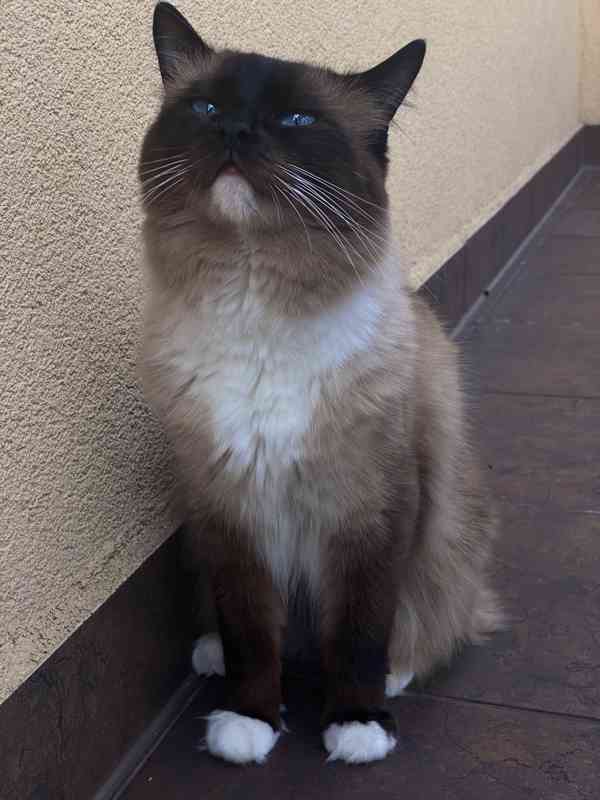 Nabízím kocoura ke krytí s PP - Ragdoll - foto 3