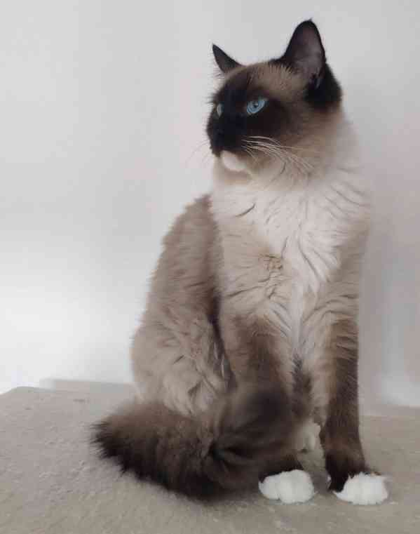 Nabízím kocoura ke krytí s PP - Ragdoll - foto 7