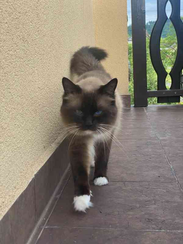 Nabízím kocoura ke krytí s PP - Ragdoll - foto 4