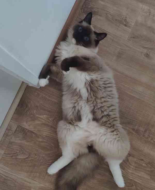 Nabízím kocoura ke krytí s PP - Ragdoll - foto 6