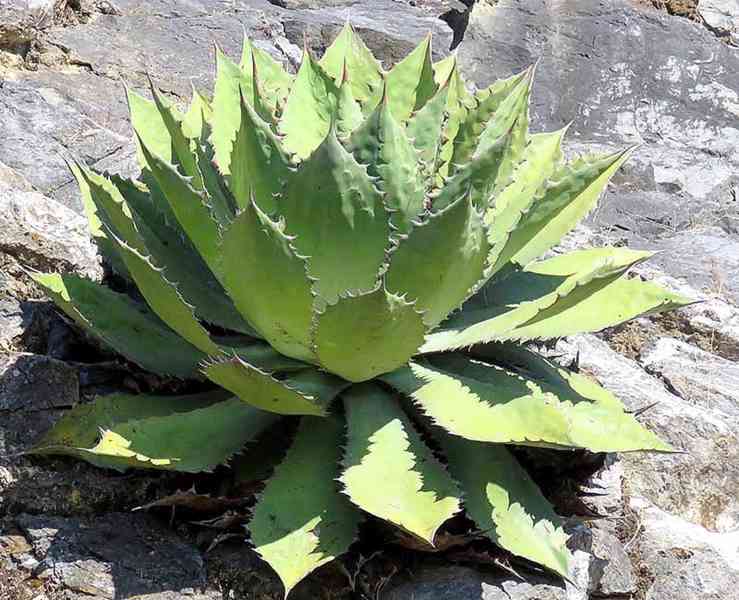 sazenice Agave cupreata - foto 1