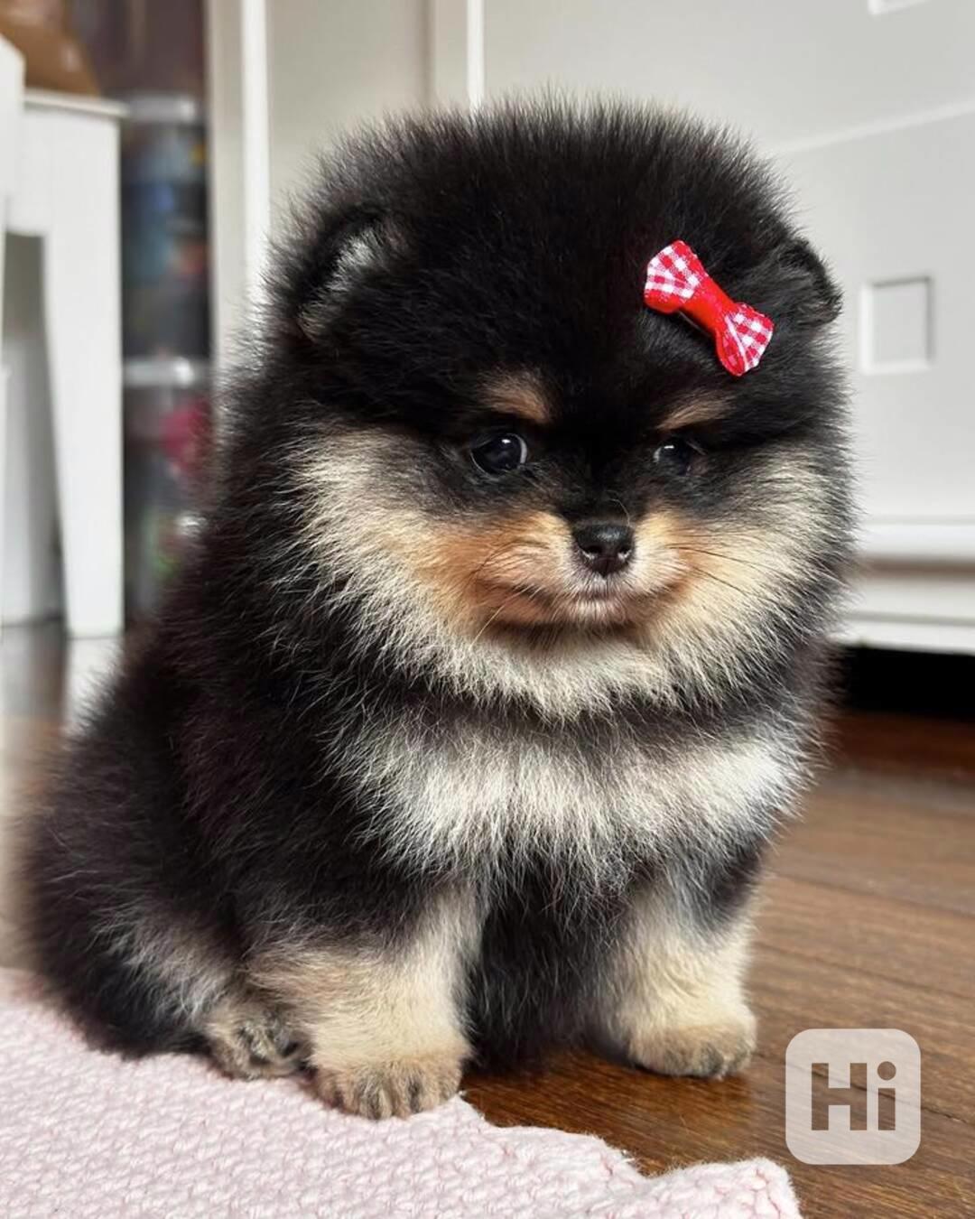 Krásná štěňata pomeranského - foto 1